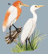 牛背鹭 Cattle Egret