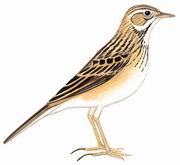 理氏鹨 Richard's Pipit