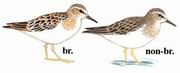 青脚滨鹬 Temminck's Stint