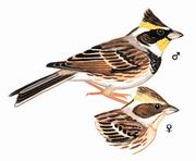 黄喉鹀 Yellow-throated Bunting