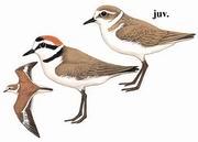 环颈鸻 Kentish Plover