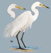 中白鹭 Intermediate Egret