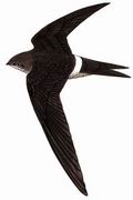 白腰雨燕 Fork-tailed Swift