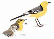 黄头鹡鸰 Citrine Wagtail