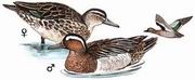 白眉鸭 Garganey