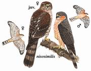 雀鹰 Eurasian Sparrowhawk