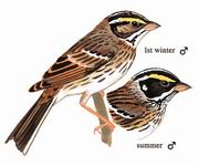 黄眉鹀 Yellow-browed Bunting