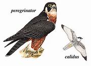 游隼 Peregrine Falcon