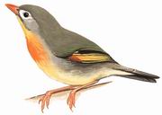 红嘴相思鸟 Red-billed Leiothrix