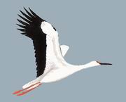 东方白鹳 Oriental White Stork