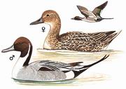 针尾鸭 Northern Pintail