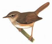 强脚树莺 Brownish-flanked Bush-Warbler