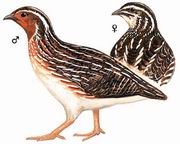 鹌鹑 Japanese Quail