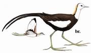 水雉 Pheasant-tailed Jacana