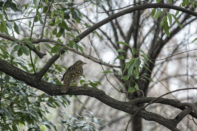 虎斑地鸫（原：怀氏虎斑地鸫、怀氏虎鸫） White's Thrush