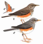 灰背鸫 Grey-backed Thrush