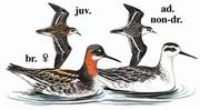 红颈瓣蹼鹬 Red-necked Phalarope