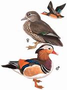 鸳鸯 Mandarin Duck