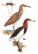 池鹭 Chinese Pond-Heron