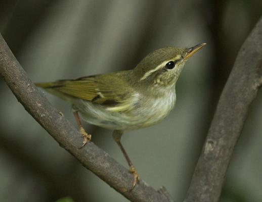 堪察加柳莺 Kamchatka Leaf Warbler
