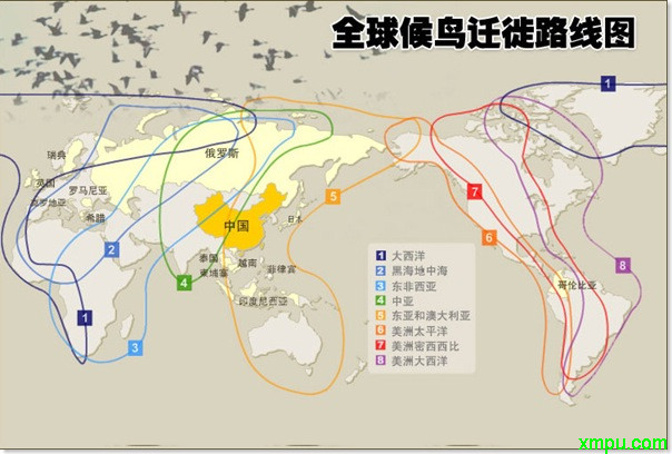 最新世界候鸟迁徙路线图