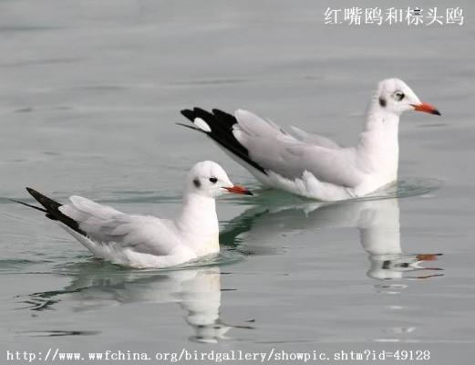 红嘴鸥与棕头鸥的区别