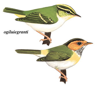 棕脸鹟莺 Rufous-faced Warbler