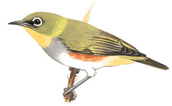 红胁绣眼鸟 Chestnut-flanked White-eye