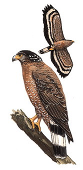 蛇雕 Crested Serpent-Eagle