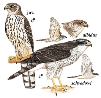 苍鹰 Northern Goshawk