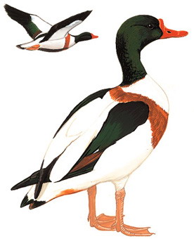 翘鼻麻鸭 Common Shelduck