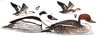 斑头秋沙鸭（原：白秋沙鸭） Smew