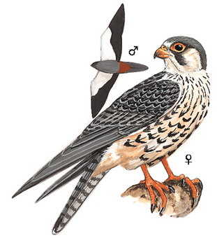 红脚隼 Red-footed Falcon（原 阿穆尔隼）