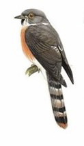 北鹰鹃 Northern Hawk-Cuckoo