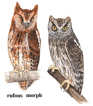 红角鸮 Oriental Scops Owl