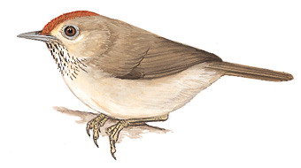 红头穗鹛 Rufous-capped Babbler