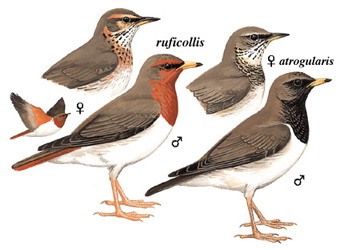 赤颈鸫 Dark-throated Thrush