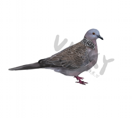 珠颈斑鸠.png
