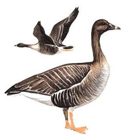 豆雁 Bean Goose