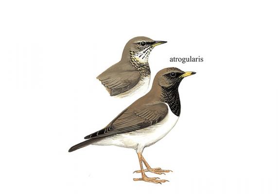 黑喉鸫（原：黑颈鸫） Black-throated Thrush