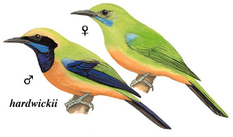 橙腹叶鹎 Greyish-crowned Leafbird