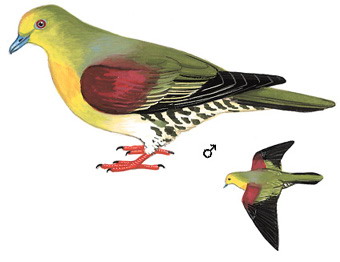 红翅绿鸠 White-bellied Green-Pigeon