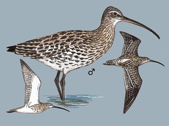 白腰杓鹬 Eurasian Curlew