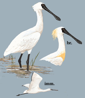 黑脸琵鹭 Black-faced Spoonbill