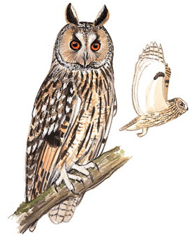 长耳鸮 Long-eared Owl