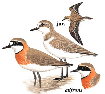 蒙古沙鸻 Mongolian Plover