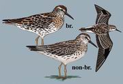 尖尾滨鹬 Sharp-tailed Sandpiper