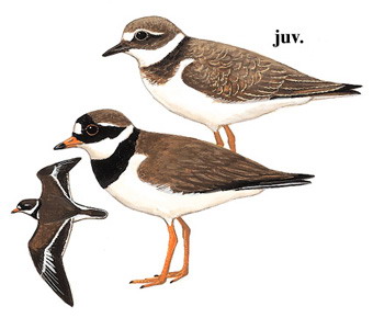 剑鸻 Common Ringed Plover