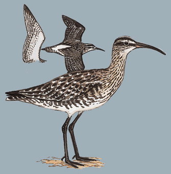 中杓鹬 Eurasian Whimbrel