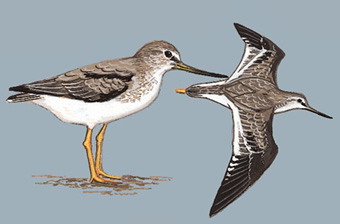 翘嘴鹬 Terek Sandpiper